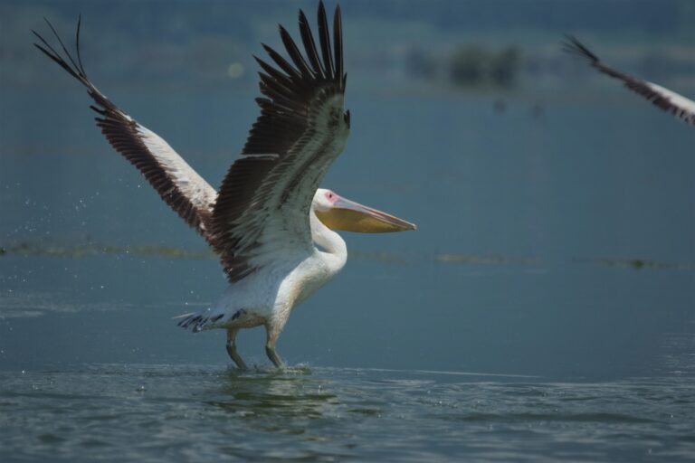 Gorentals-Lake-Kerkini-bird