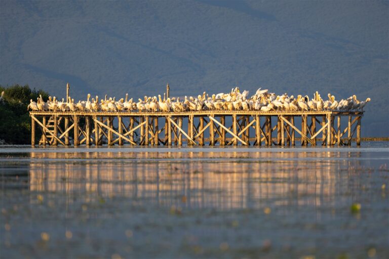 Gorentals-Lake-Kerkini-birds