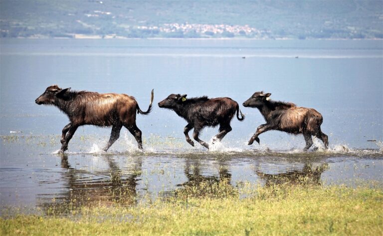 Gorentals-Lake-Kerkini-buffalo